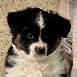 Vault - Black tri male Miniature American Shepherd puppy in Spring Valley, California from Trifecta Miniature American Shepherds