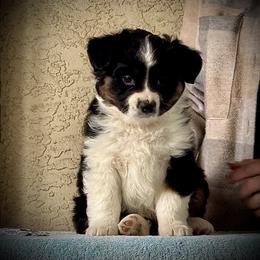 Vault - Black tri male Miniature American Shepherd puppy in Spring Valley, California from Trifecta Miniature American Shepherds