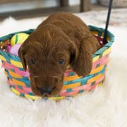 Goldendoodle, Irish Doodle, Labradoodle, and Poodle Puppies from Desert Doodles