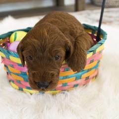 Goldendoodle, Irish Doodle, Labradoodle, and Poodle Puppies from Desert Doodles