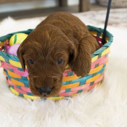 Goldendoodle, Irish Doodle, Labradoodle, and Poodle Puppies from Desert Doodles