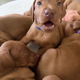 Vizsla Puppies from George Barsimantov
