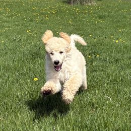 Blue - Cream male Poodle puppy in Mauston, Wisconsin from Quiverfull Acres