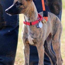 Whippets from Keen Whippets