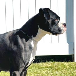 Kona - Boxer