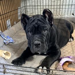 Penni - Black female Cane Corso puppy in Sullivan, Missouri from Midwest Cane Corso in Action