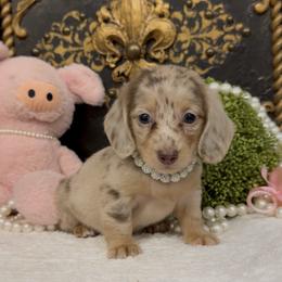 Lyla - Chocolate and cream female Dachshund puppy in Collins, Georgia from Liberty Longhair Dachshunds