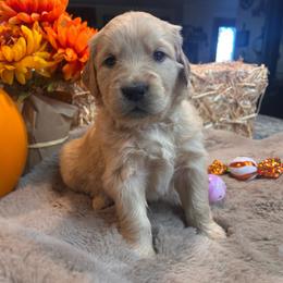 Yellow - Golden female Golden Retriever puppy in Bonanza, Oregon from Gold 'N Dust Ranch