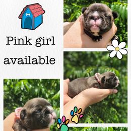 Pink girl - Brindle female French Bulldog puppy in Polk City, Florida from Best Friend Frenchies, LLC