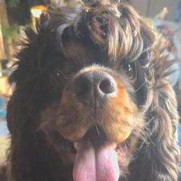 Dusty - Cocker Spaniel