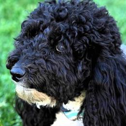 Goldendoodles and Poodles from Serenity Doodles