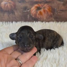 Girl 1 - Brindle female Dachshund puppy in Romney, Indiana from Brown's Valley Dachshunds