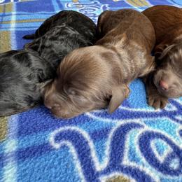 July - Chocolate male Goldendoodle puppy in Afton, Oklahoma from C5 Doodles
