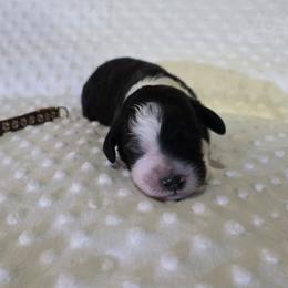 Ryan - Black and white male Sheepadoodle puppy in Weatherford, Texas from Oodles of poodles and doodles