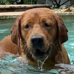 Mera - Labrador Retriever