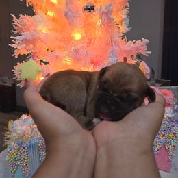 CROIX - Fawn female Cane Corso puppy in St. Augustine, Florida from RG2 Cane Corsos