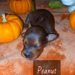 Peanut - Dapple female Dachshund puppy in Price, Utah from Smiling Dog Dachshunds