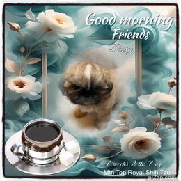 Shih Tzu Puppies from Mtn Top Royal Shih Tzu
