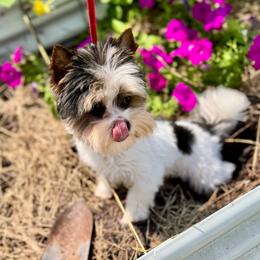 Ernie - Black tan and white male Biewer Terrier puppy in New Smyrna Beach, Florida from FronkLinn Kennel