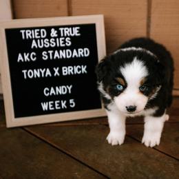 Black tri- Candy - Black tri-color female Australian Shepherd puppy in Cotati, California from Tried and True Aussies