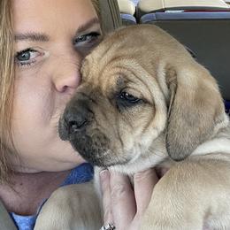 Cane Corso Puppies from Mathis Lake Cane Corso