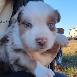 Todd - Red merle male Australian Shepherd puppy in Almo, Kentucky from Riley's Paw Pals