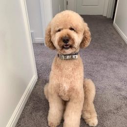 Poodles from Zachary Sumano