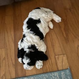 Charlie - Black white and tan male Springerdoodle puppy in Reddick, Florida from Cooper’s Mini Doodles