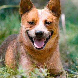Bumpy (AKC) - Australian Cattle Dog