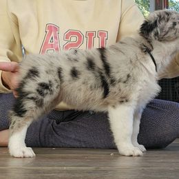 Blue Merle Female 2 - Blue merle female Australian Shepherd puppy in Montrose, Iowa from A-J Farms Iowa