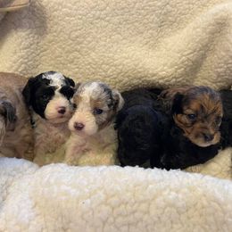 Bernedoodles, Cavapoos, Goldendoodles, Poodles, and Sheepadoodles from Sunflower Doodles