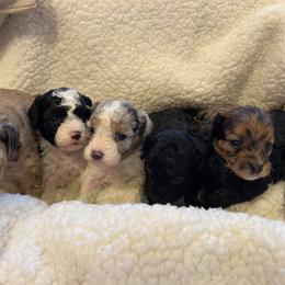Bernedoodles, Cavapoos, Goldendoodles, Poodles, and Sheepadoodles from Sunflower Doodles