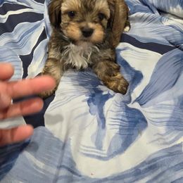 Kyra - Black & tan tri-color female Maltipoo puppy in Sedro Woolley, Washington from Absher Ranch