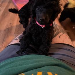 Boy puppy - Black male Poodle puppy in Chandler, Oklahoma from Shirald miniature poodles