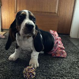 Basset Hound Puppies from 5th Day Farm