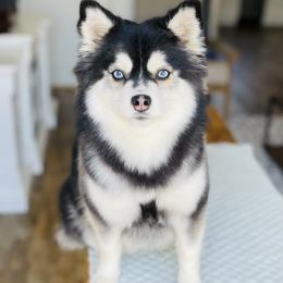 Echo - Pomsky