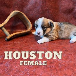 Pembroke Welsh Corgi Puppies from Rocking Ridge Ranch