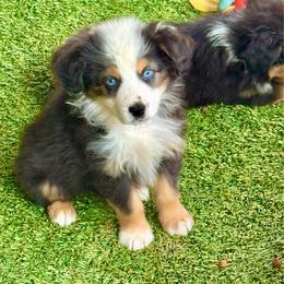 Candy tri female - Black tri female Miniature Australian Shepherd puppy in Lemon Cove, California from Magic Ranch Mini Aussies