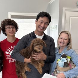 Russet   Green collar Boy - Phantom Bernedoodle puppy in Buffalo, Illinois from Pear Tree Poodles & Doodles