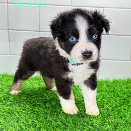 MintChip - Black tri female Miniature Australian Shepherd puppy in Newberry, Florida from Southern with Grace Mini Aussies