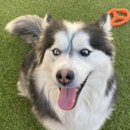 Snowball - Pomsky