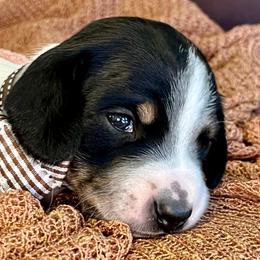Cedar - Piebald male Dachshund puppy in Hendersonville, North Carolina from Snarky Doxy Miniature Dachshunds
