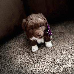 Boy 4 - Brown and white male Aussiedoodle puppy in Junction, Utah from Sugar Doodles
