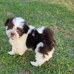 Havanese from Becky Coker