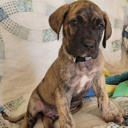 Boy2 - Brindle male Great Dane puppy in Turon, Kansas from Chari's Great Danes