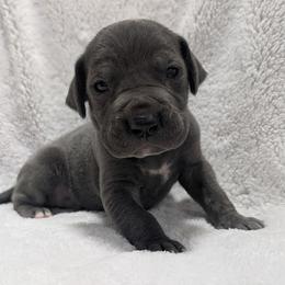 Bishop - Blue male Great Dane puppy in Bay City, Michigan from Monarch Danes