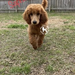 Poodle Puppies from Charleston Reds Standard Poodles