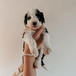 Fern. - Black and white female Sheepadoodle puppy in Wabash, Indiana from DOODCompany