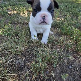 Dory - White and fawn female French Bulldog puppy in Yellowstone County, Montana from JNS Frenchies