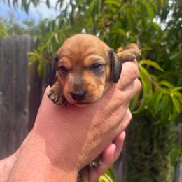 Mario - Red male Dachshund puppy in San Rafael, California from Alexandra's Mini Doxies